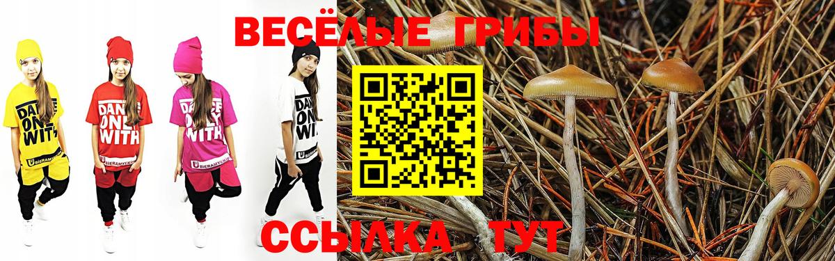 Галлюциногенные грибы Psilocybe  Вход с VPN  Бор 
